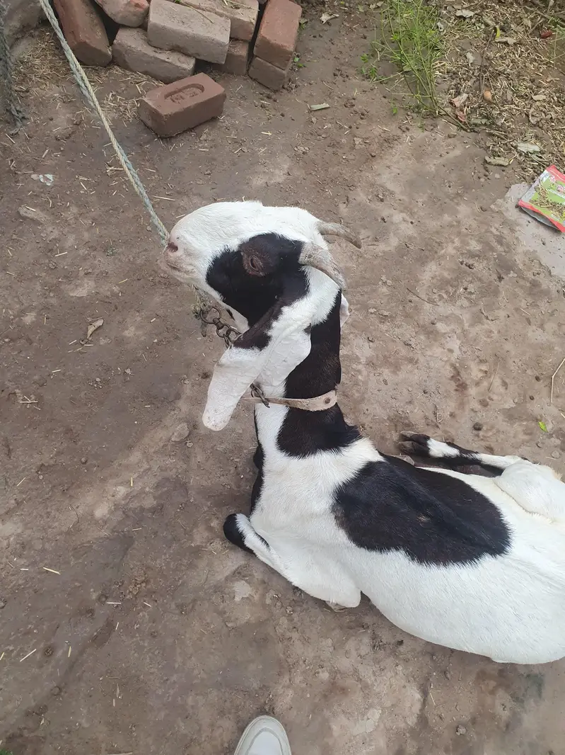 Beetal Bakri 2 years ki for sale