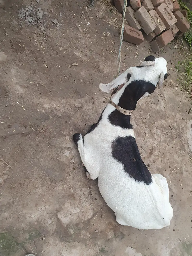 Beetal Bakri 2 years ki for sale — photo 2