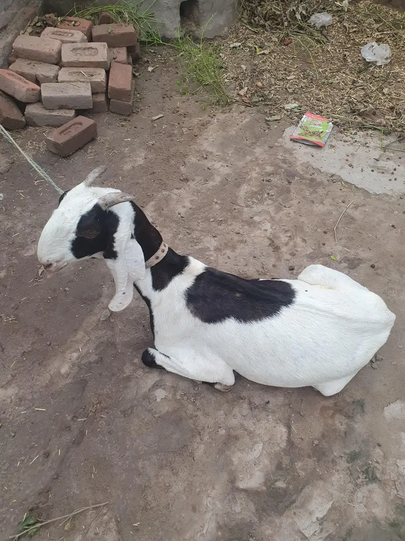 Beetal Bakri 2 years ki for sale — photo 3