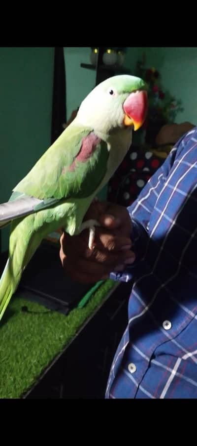 raw parrot female
