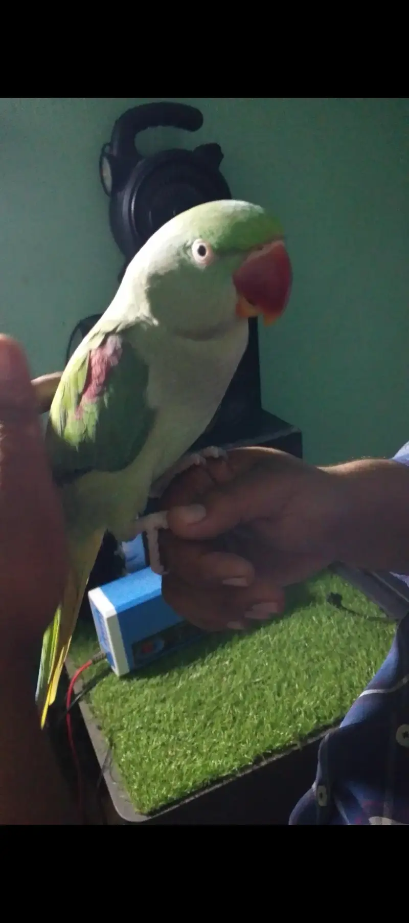 raw parrot female — photo 2