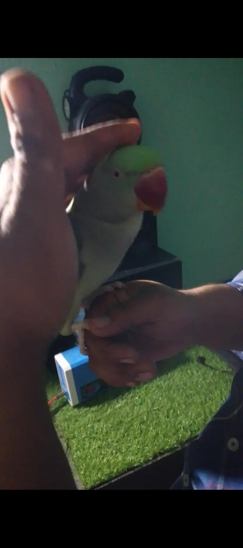 raw parrot female — photo 3