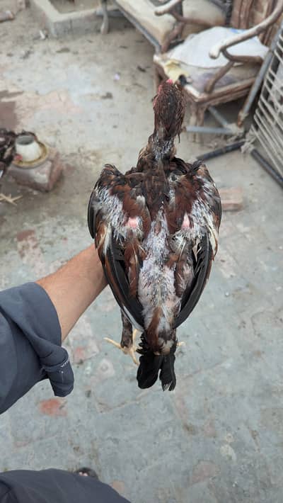 aseel patha hean murgha