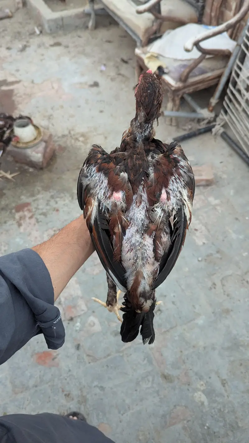 aseel patha hean murgha — photo 3