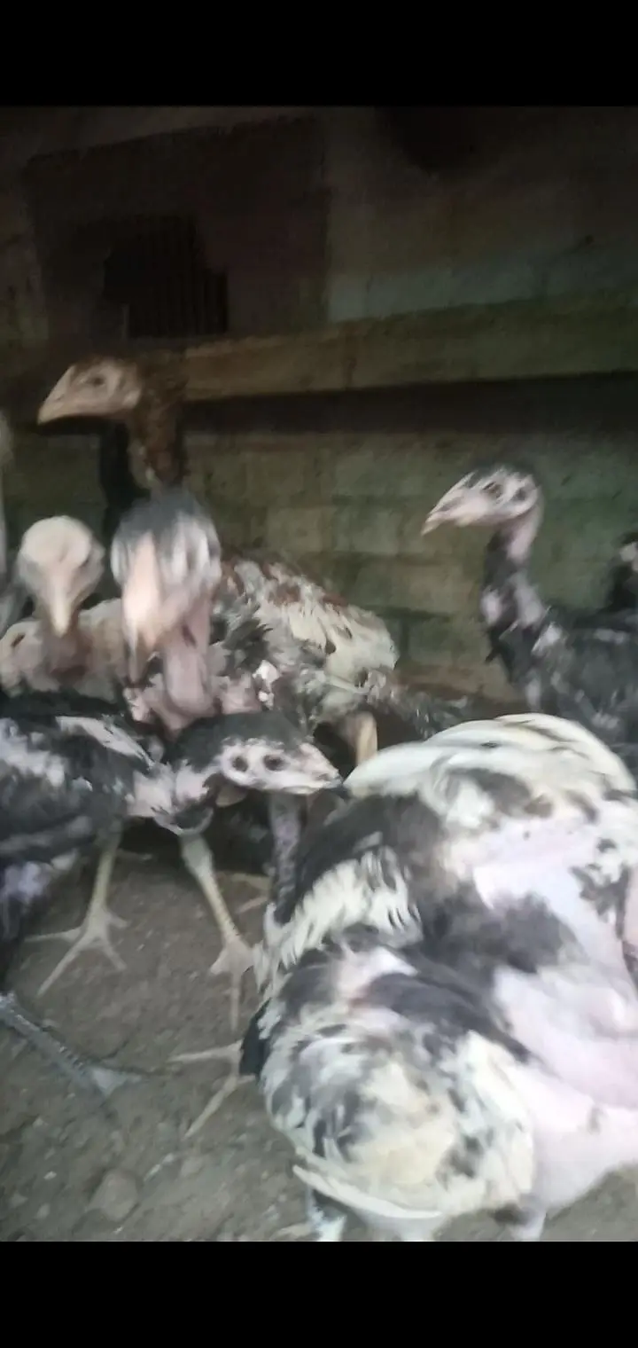 mastar aseel zoo — photo 7