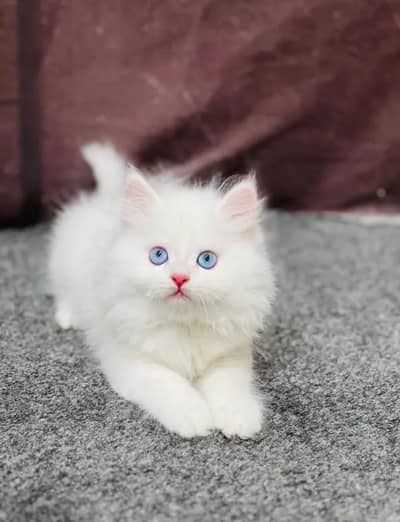 Persian Female kitten for sale 03248235803