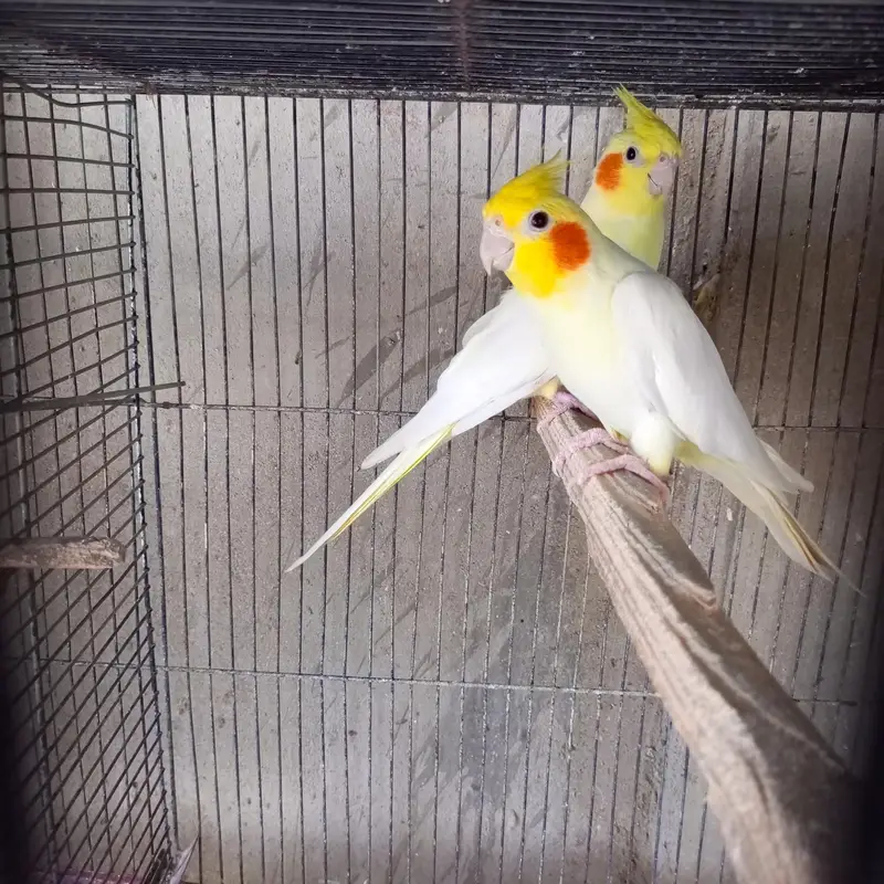 cocktail breeder pair — photo 2