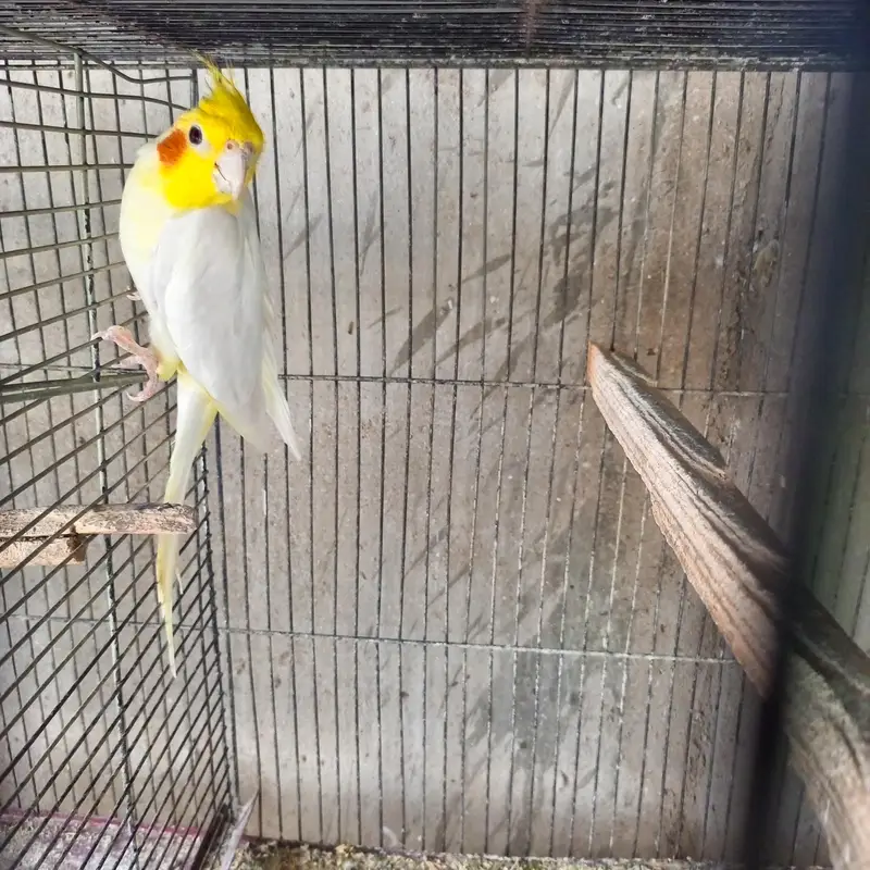 cocktail breeder pair — photo 5