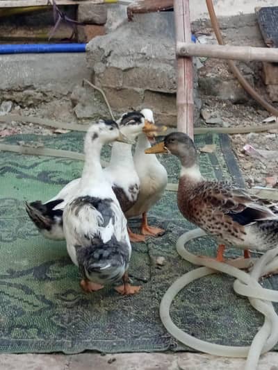 duck 2 pairs available for sale