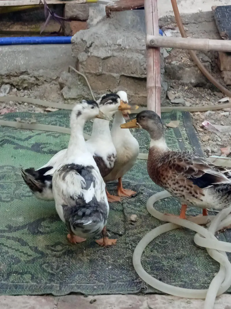 duck 2 pairs available for sale
