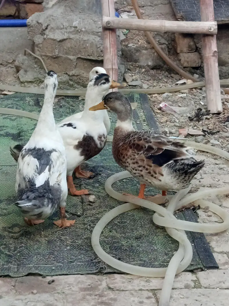 duck 2 pairs available for sale — photo 2