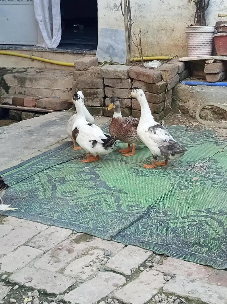 duck 2 pairs available for sale — photo 3