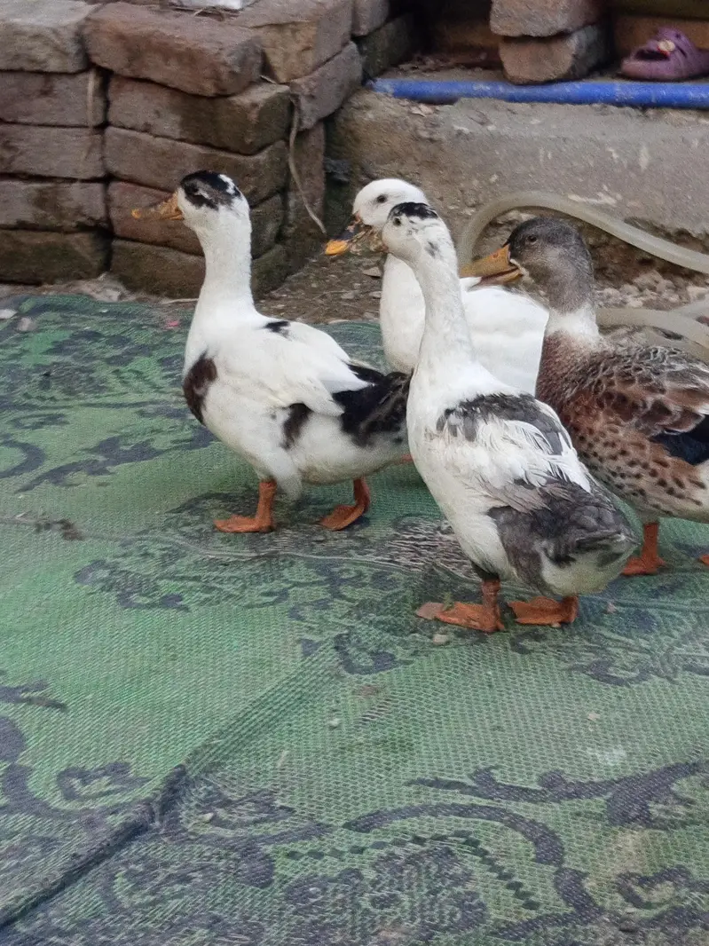 duck 2 pairs available for sale — photo 4