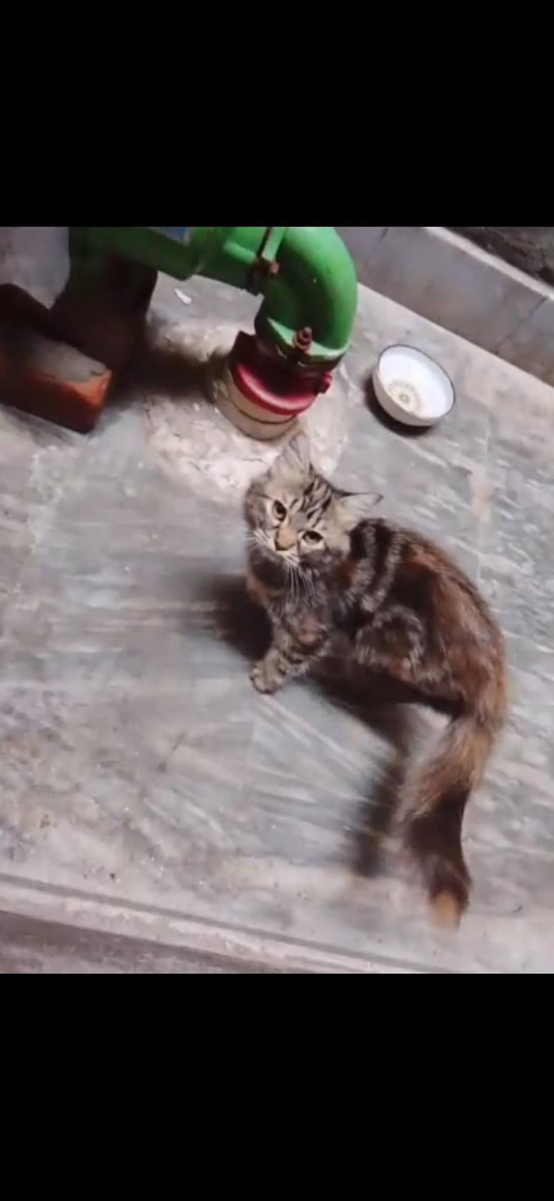 Cat persian 0