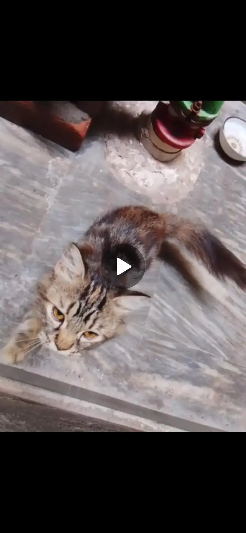 Cat persian — photo 2