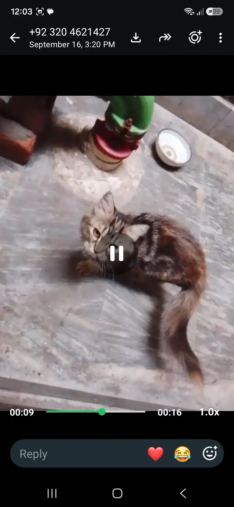 Cat persian — photo 4