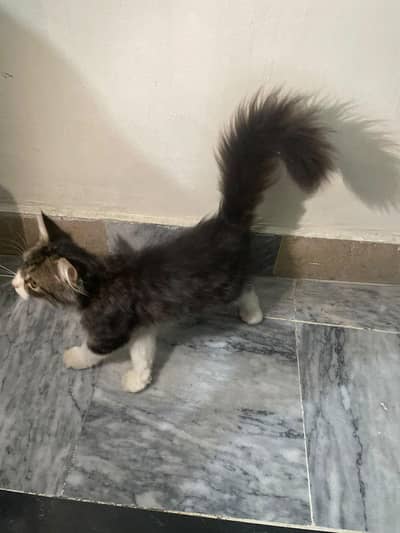 Persian male for sale . urgent
