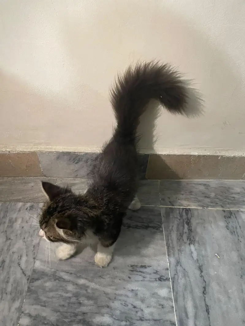 Persian male for sale . urgent — photo 2