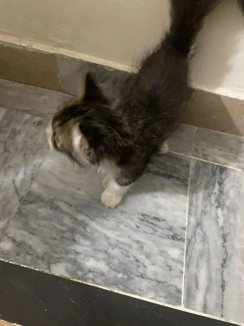 Persian male for sale . urgent — photo 3