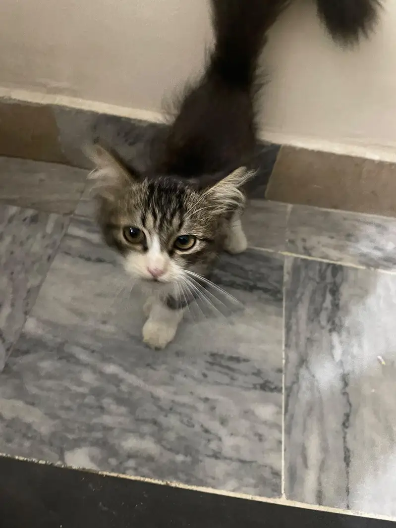 Persian male for sale . urgent — photo 4