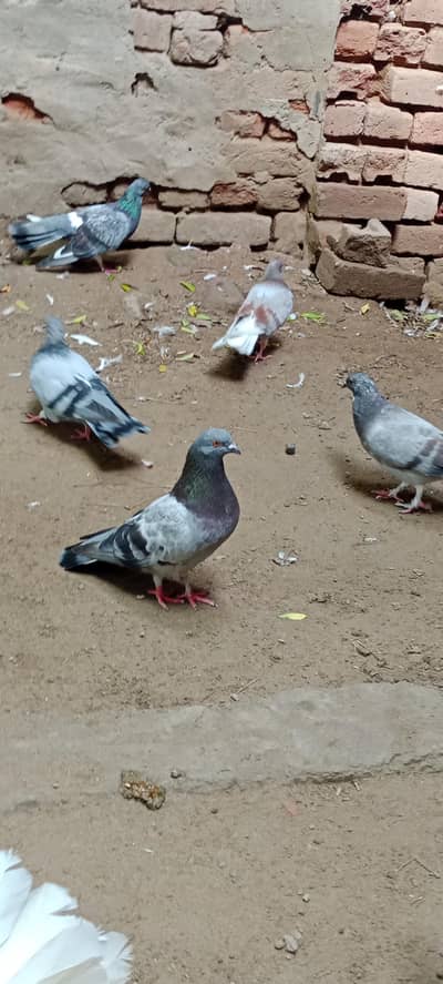 pigeon for sale