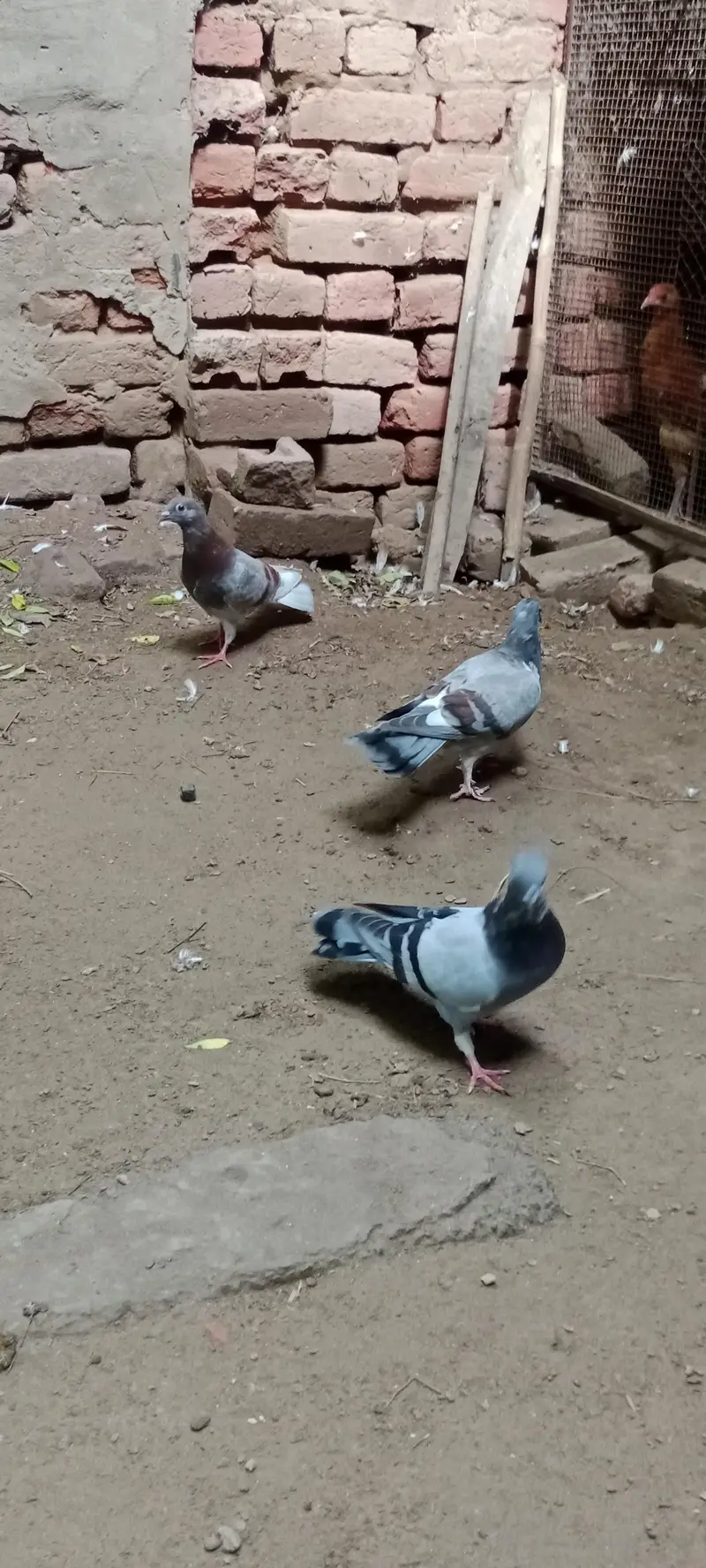pigeon for sale — photo 2