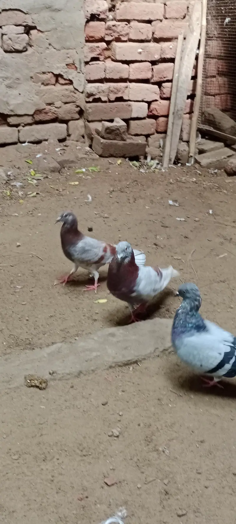 pigeon for sale — photo 3