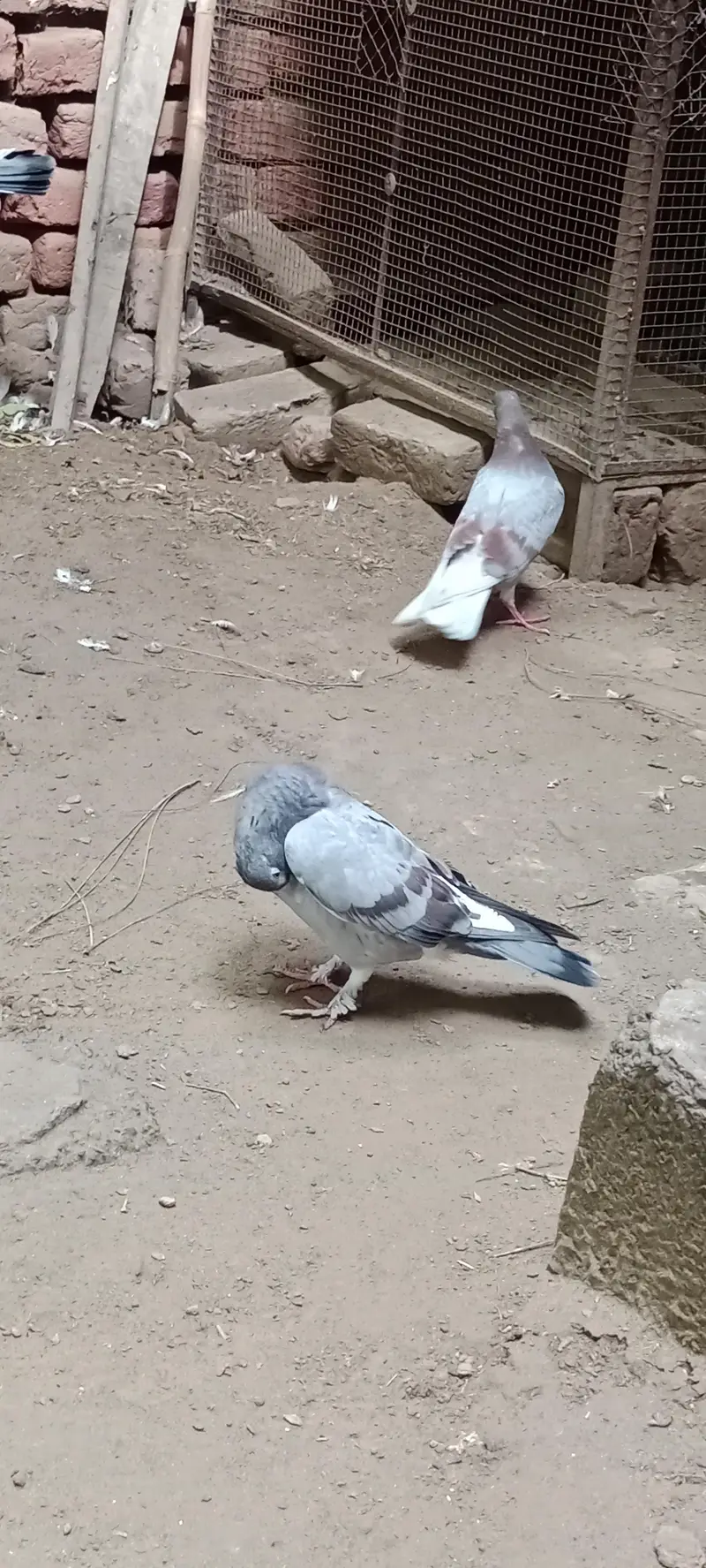 pigeon for sale — photo 4