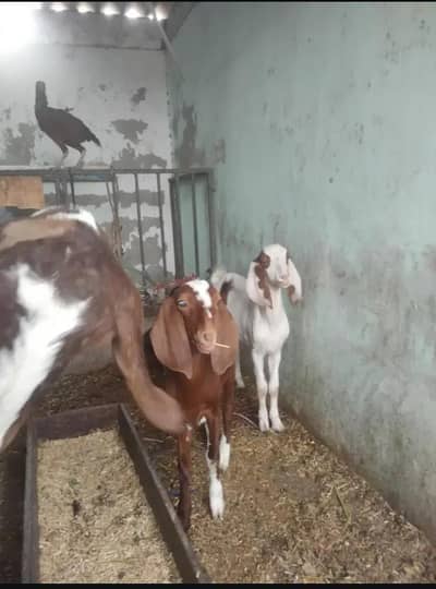 Tapei Kamori Bakri,  For sale in Reasonable price