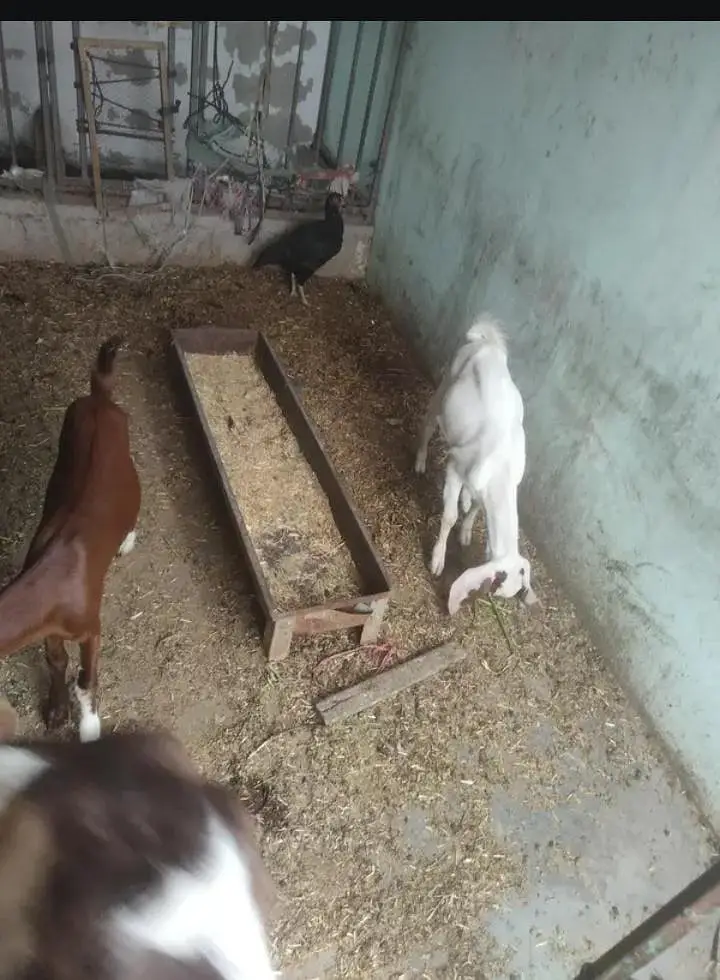 Tapri Kamori Bakri,  For sale in Reasonable price — photo 3