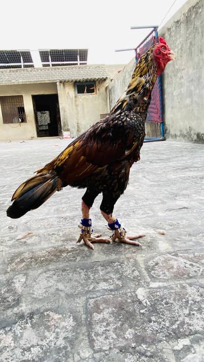 Aseel shajra super vvip bird