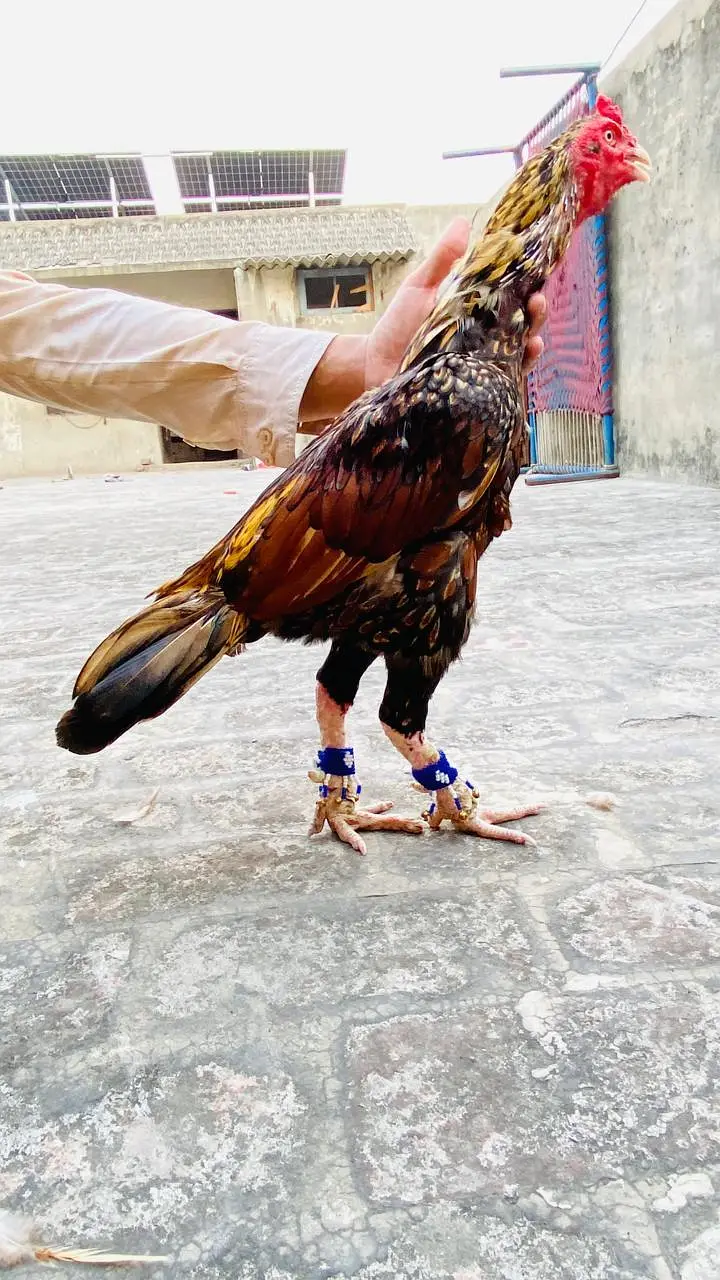 Aseel shajra super vvip bird — photo 2