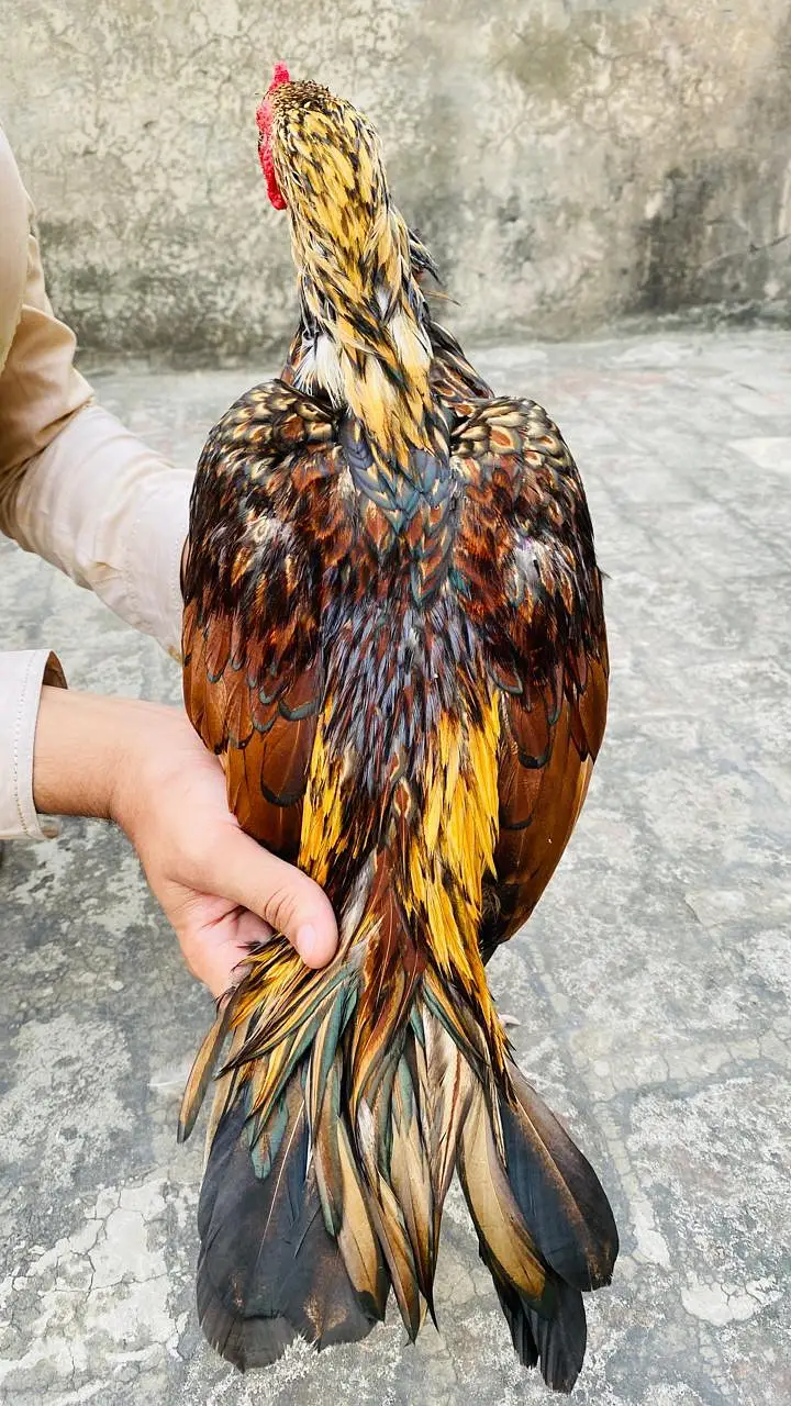 Aseel shajra super vvip bird — photo 3