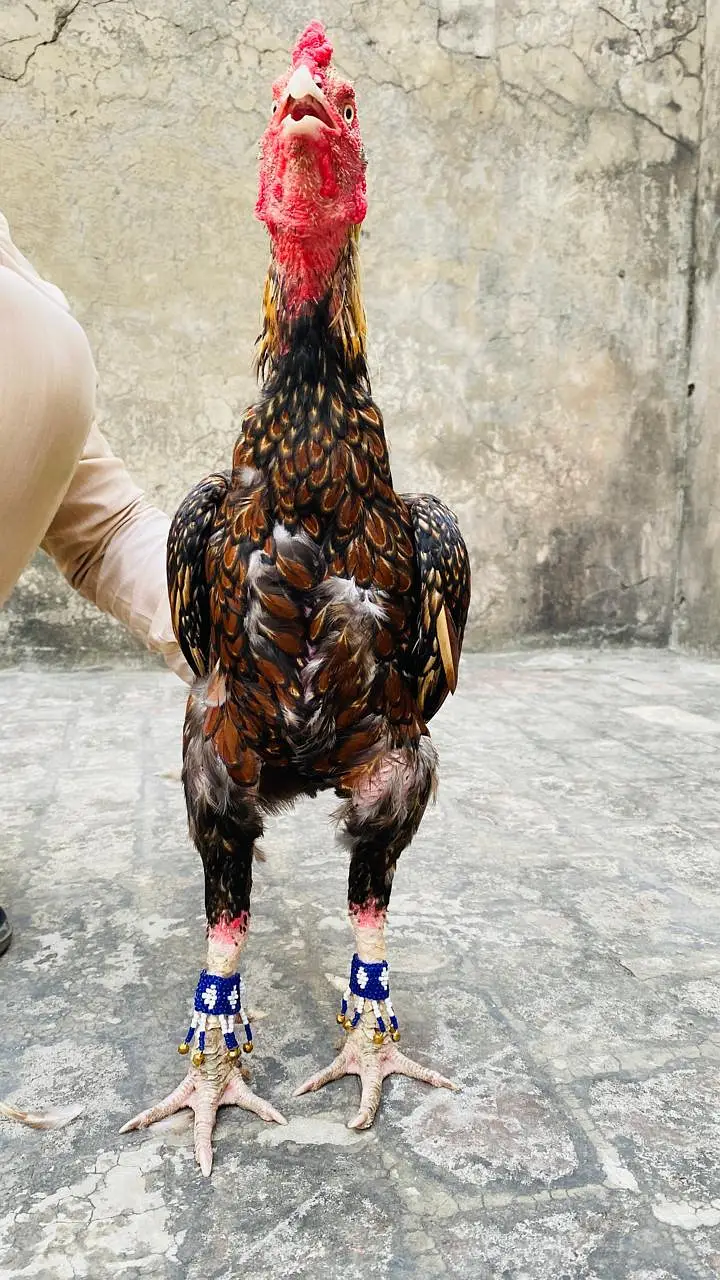 Aseel shajra super vvip bird — photo 4