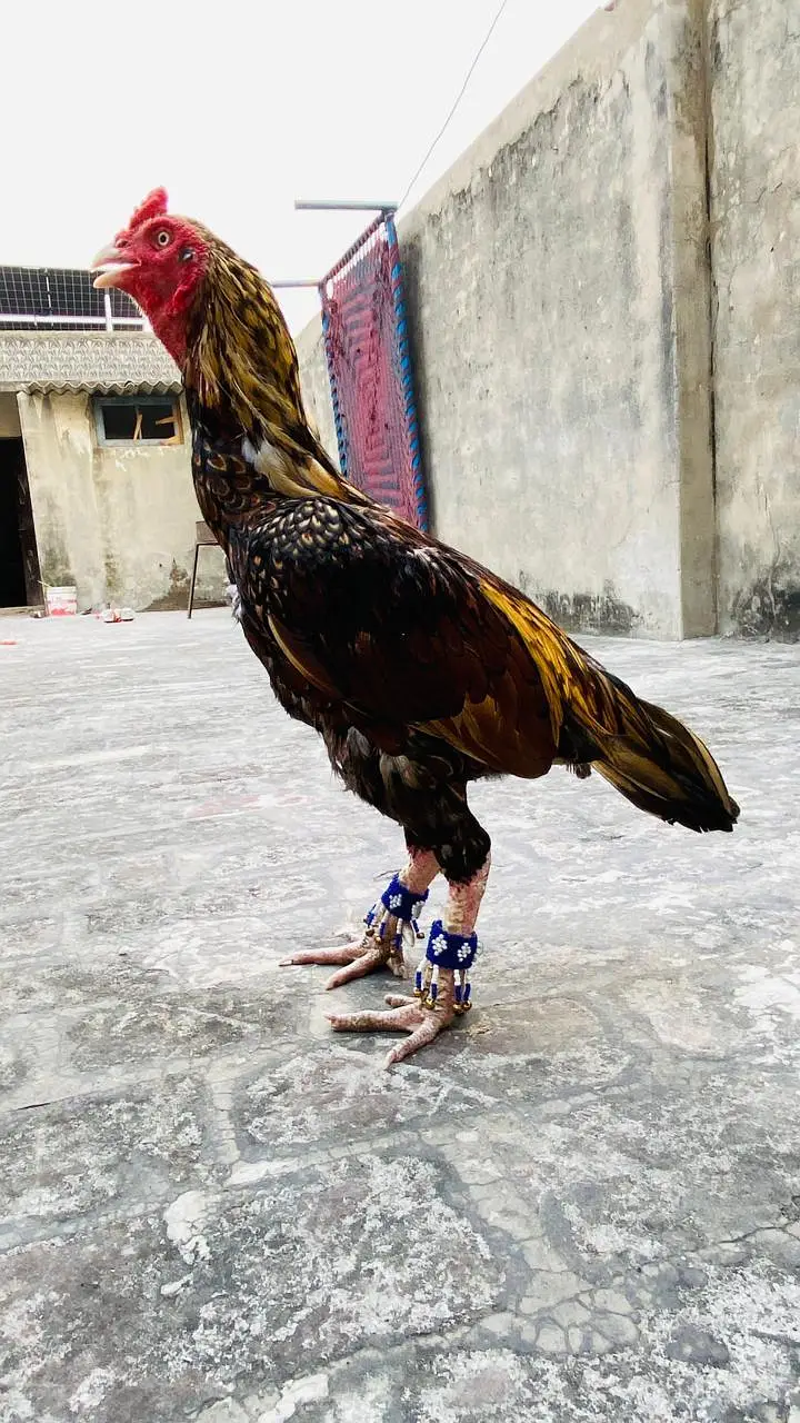 Aseel shajra super vvip bird — photo 5