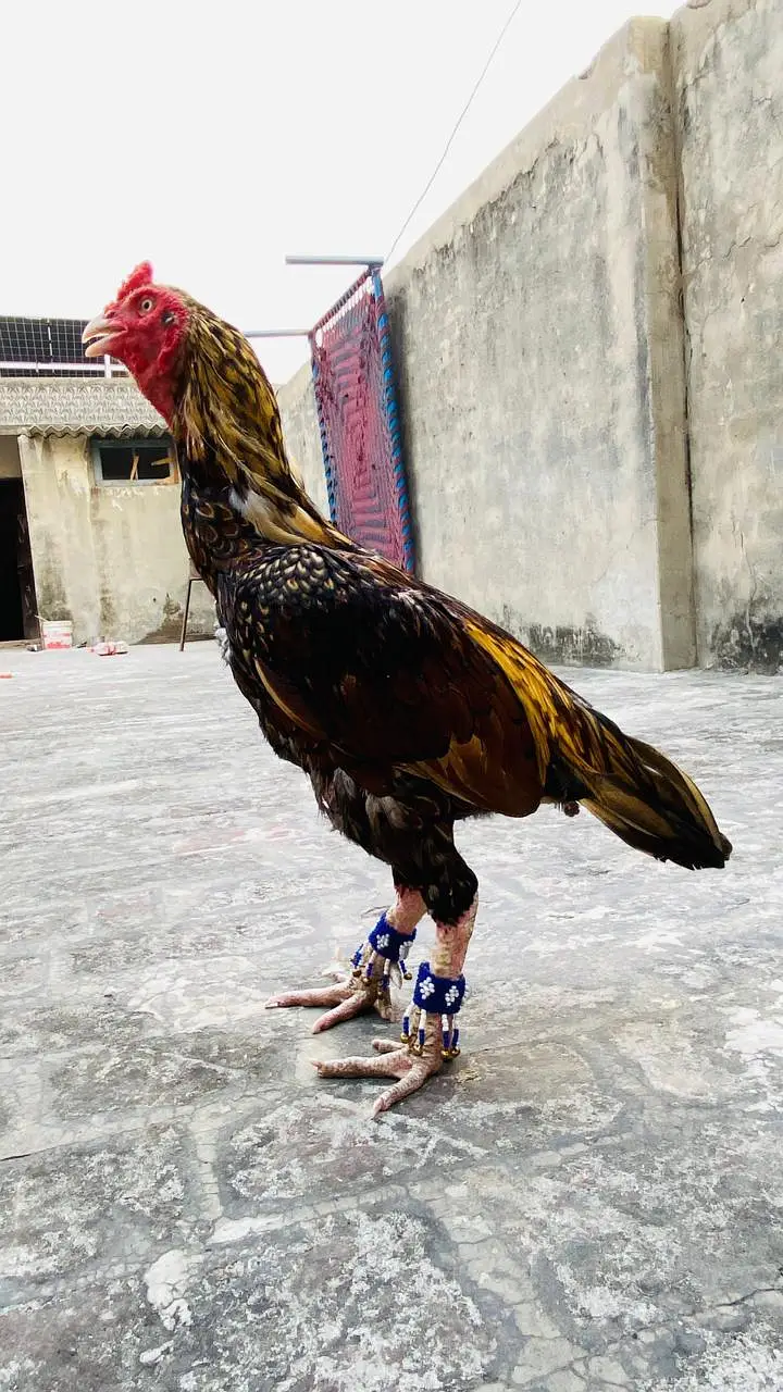 Aseel shajra super vvip bird — photo 6