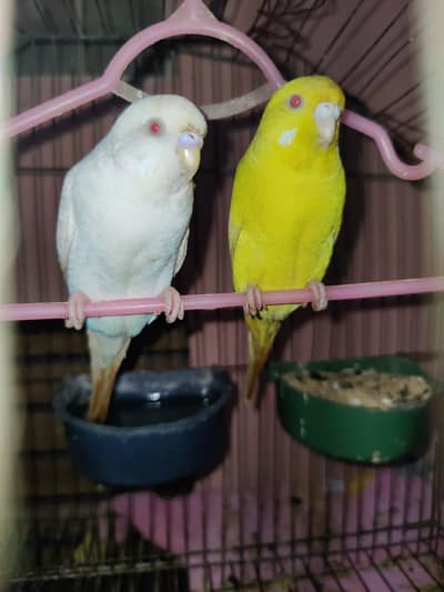 Breeder Red Eyes Budgies Very Beatiful Colours