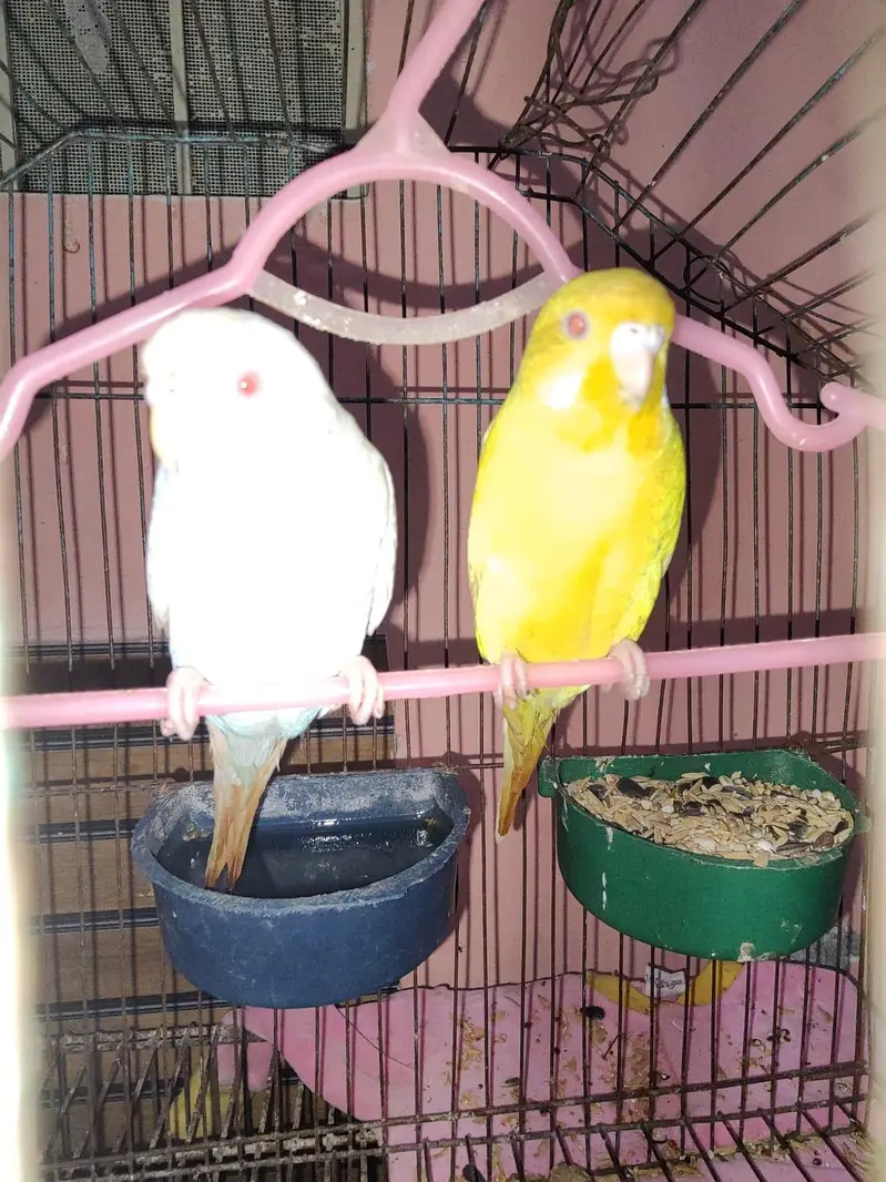 Breeder Red Eyes Budgies Very Beatiful Colours — photo 2