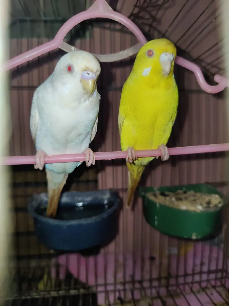 Breeder Red Eyes Budgies Very Beatiful Colours — photo 3