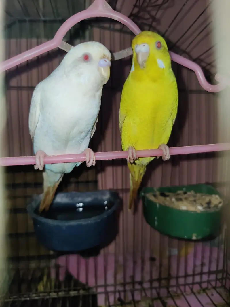 Breeder Red Eyes Budgies Very Beatiful Colours — photo 4