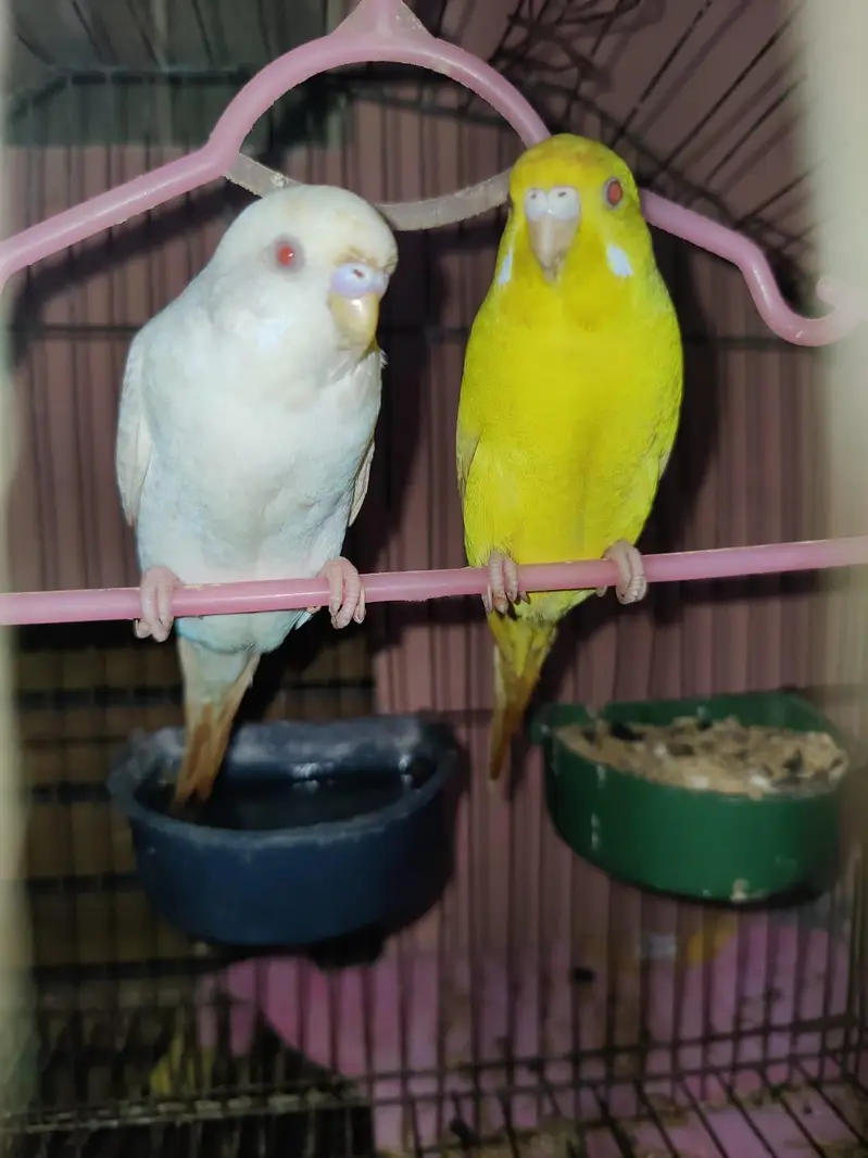Breeder Red Eyes Budgies Very Beatiful Colours — photo 5