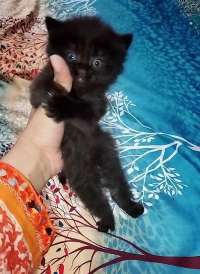 Persion Kitten For Sale