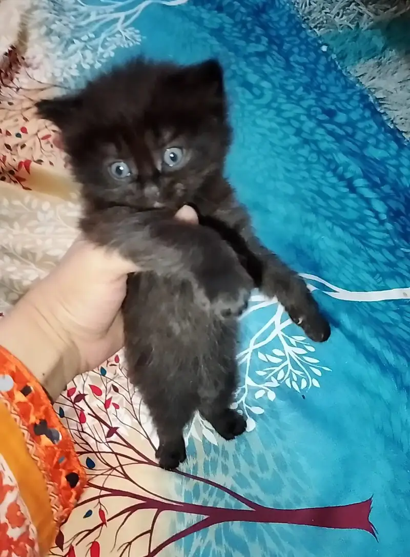 Persion Kitten For Sale — photo 2