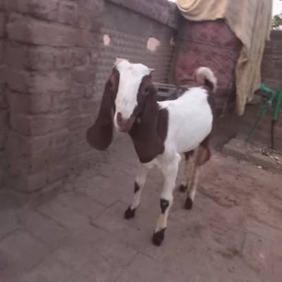 a beautiful goat for sale