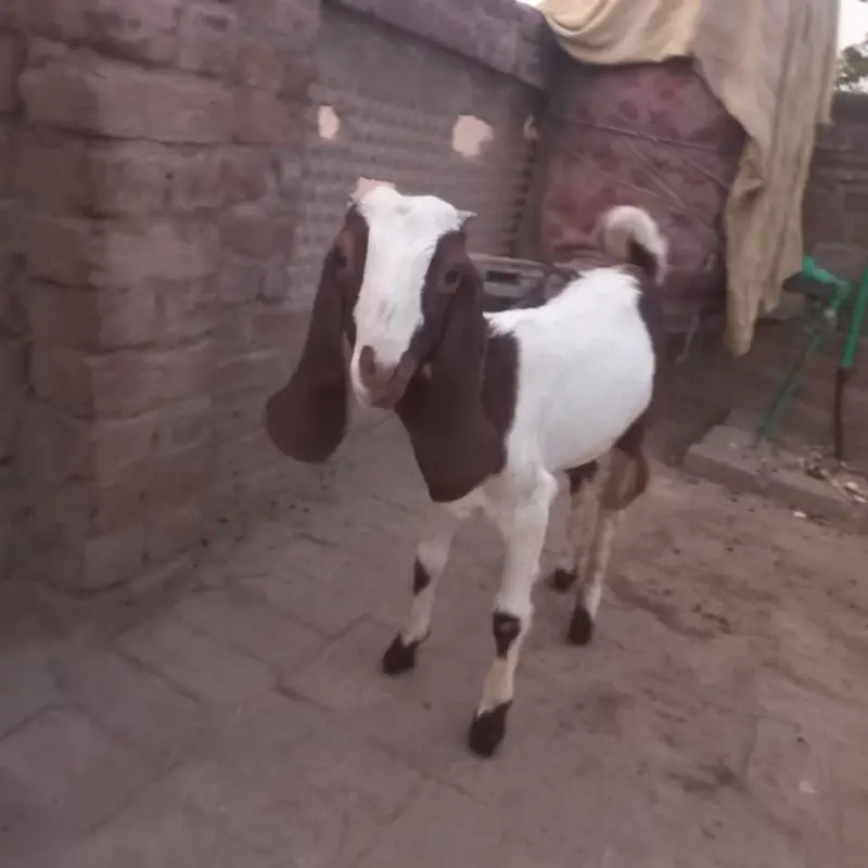 a beautiful goat for sale
