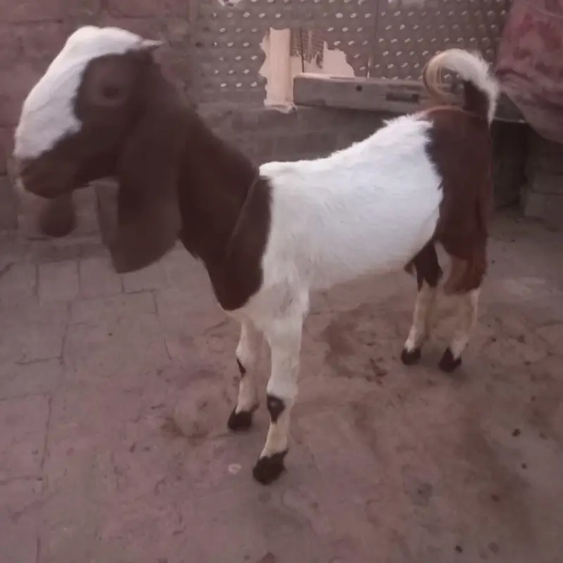 a beautiful goat for sale — photo 2