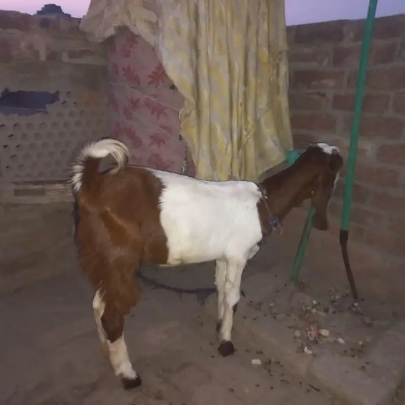 a beautiful goat for sale — photo 3