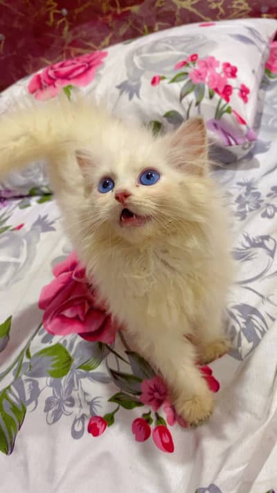 Kittens for sale serious buyers contact 03433012172  13k