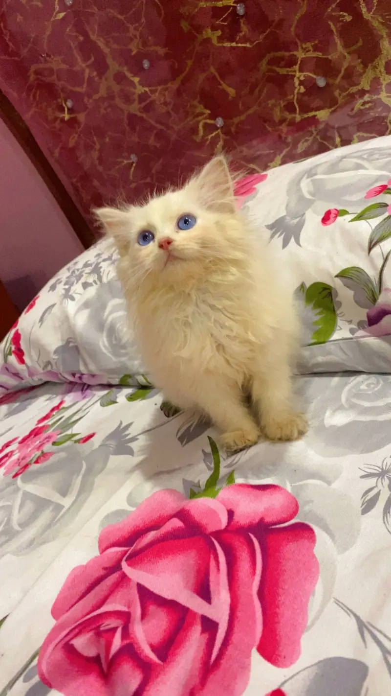 Kittens for sale serious buyers contact 03433012172  13k — photo 2