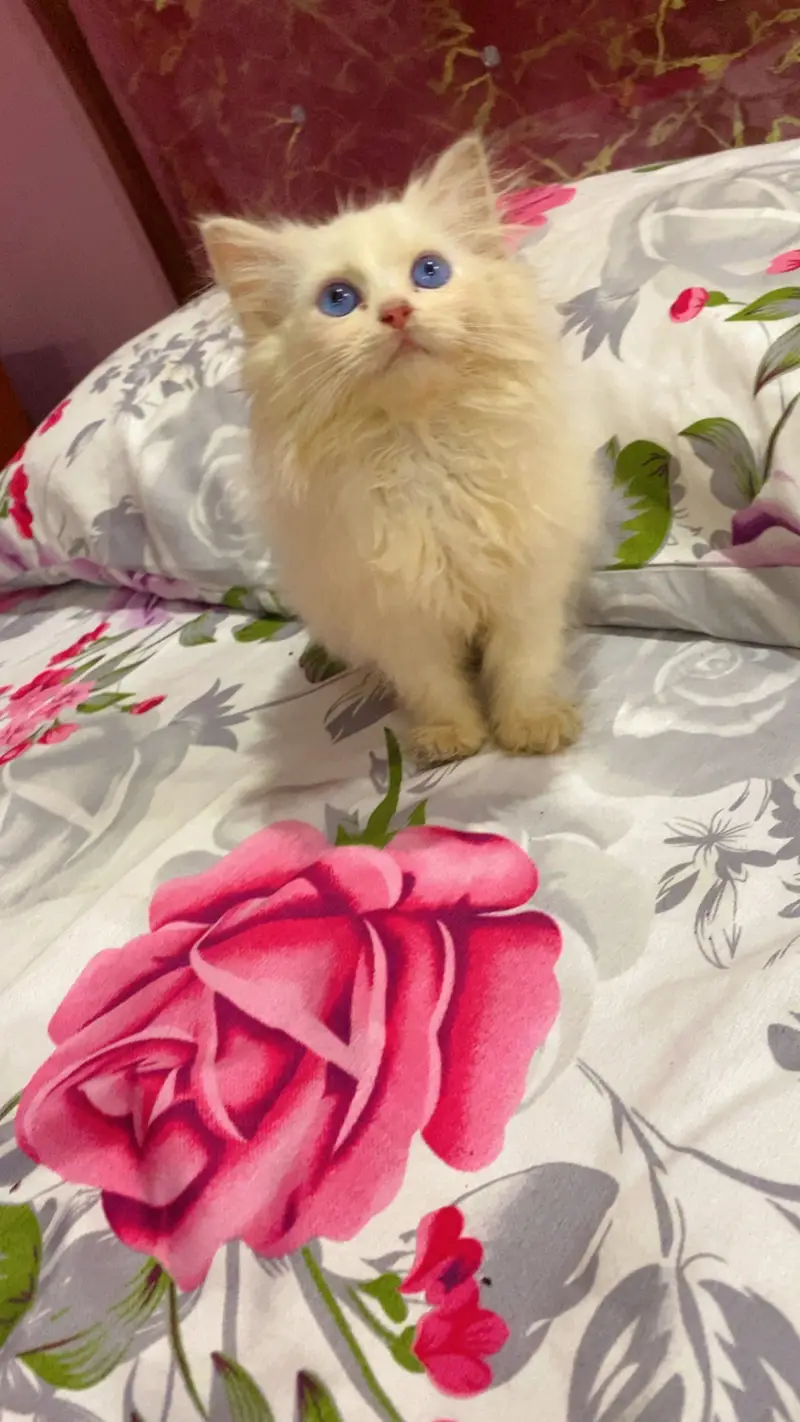Kittens for sale serious buyers contact 03433012172  13k — photo 3